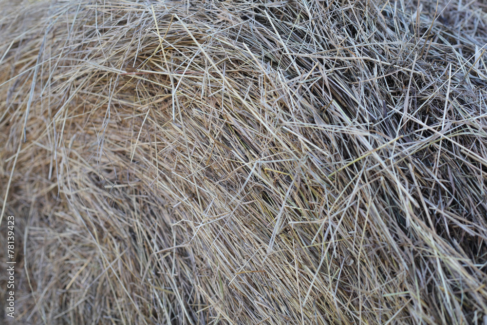 Hay Hay