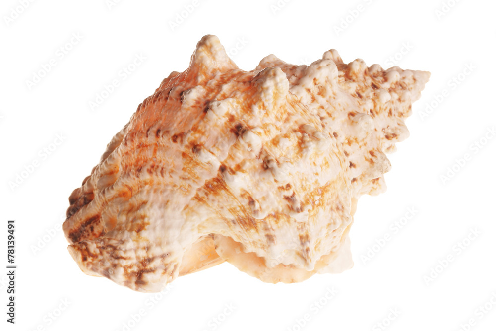 Sea shell