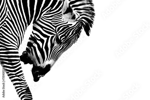 Striped Zebra Stallion Isolated on White #78140033