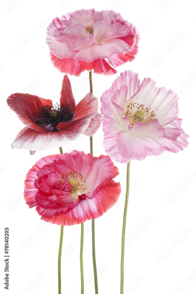 Naklejka premium poppy