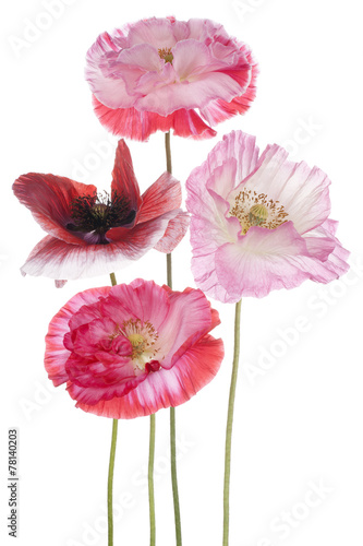 Fototapeta Naklejka Na Ścianę i Meble -  poppy