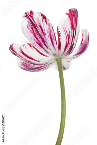 Fototapeta Naklejka Na Ścianę i Meble -  tulip