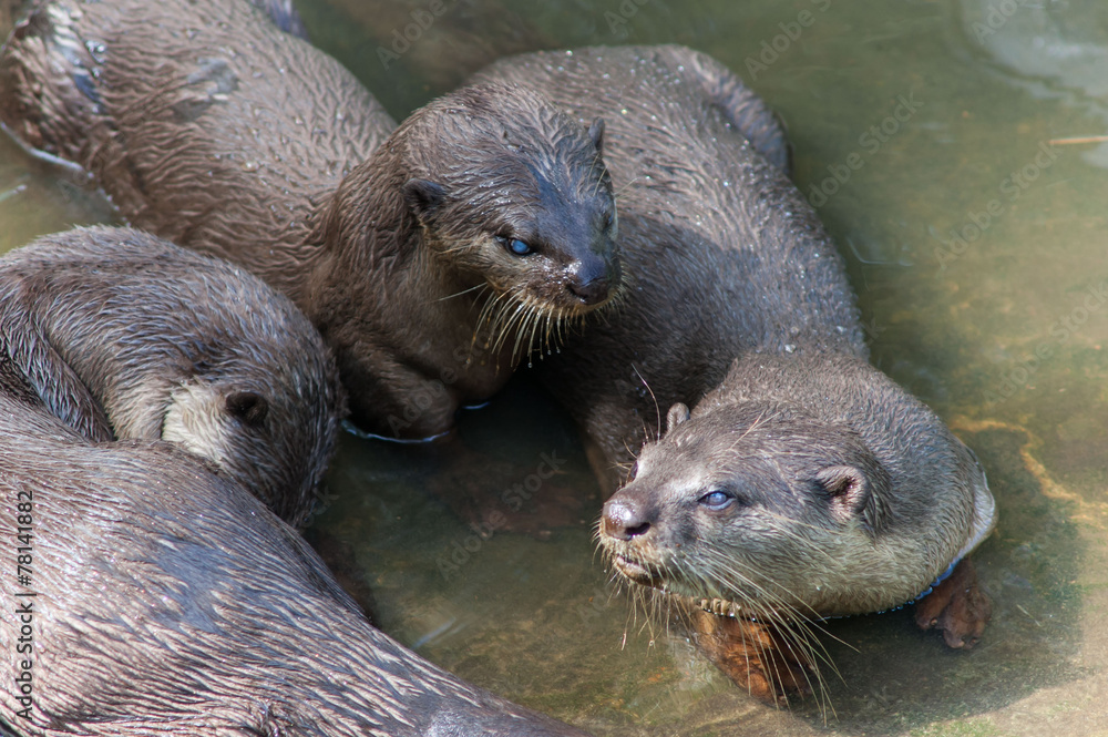 Obraz premium выдры