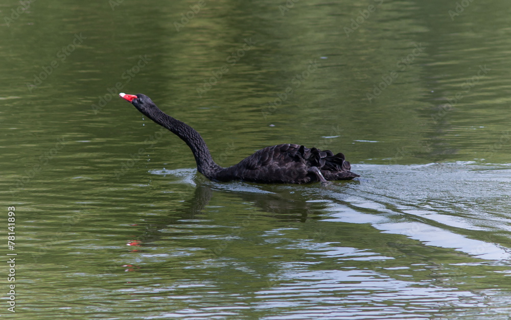 Fototapeta premium черный лебедь