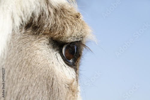 Auge eines Esels