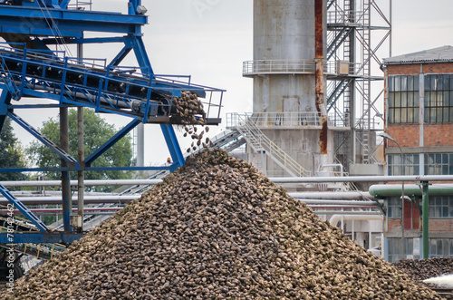 Billede på lærred Big pile of sugar beet in sugar factory under the conveyor belt