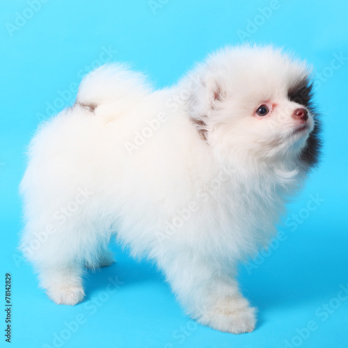 Spitz puppy