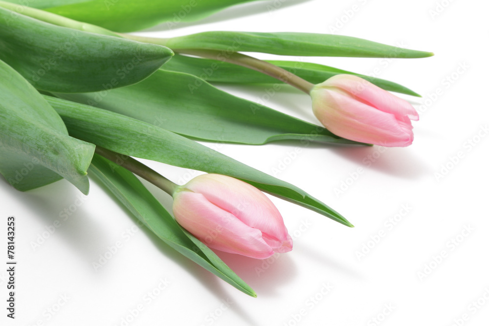 Pink tulips on white background Pink tulips on white background