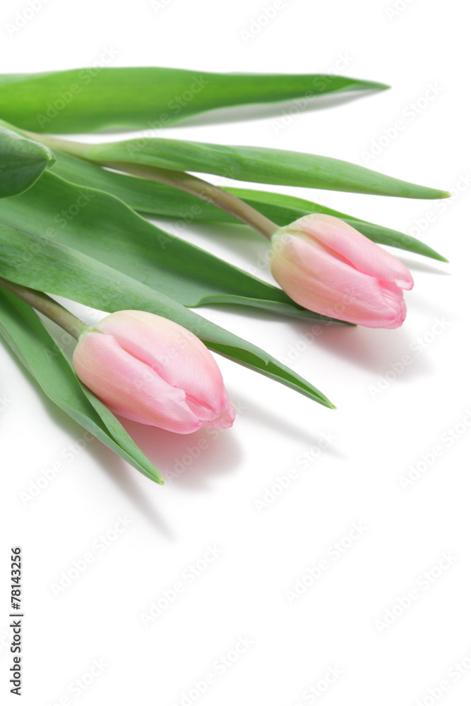 Pink tulips on white background Pink tulips on white background