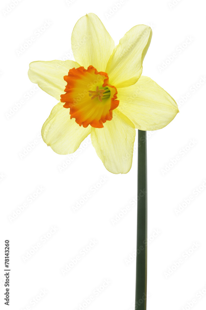 Fototapeta premium Narcissus isolated on white background