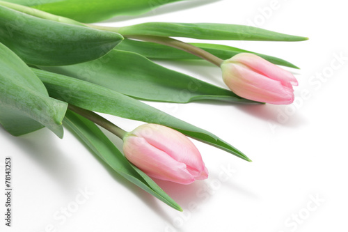 Pink tulips on white background