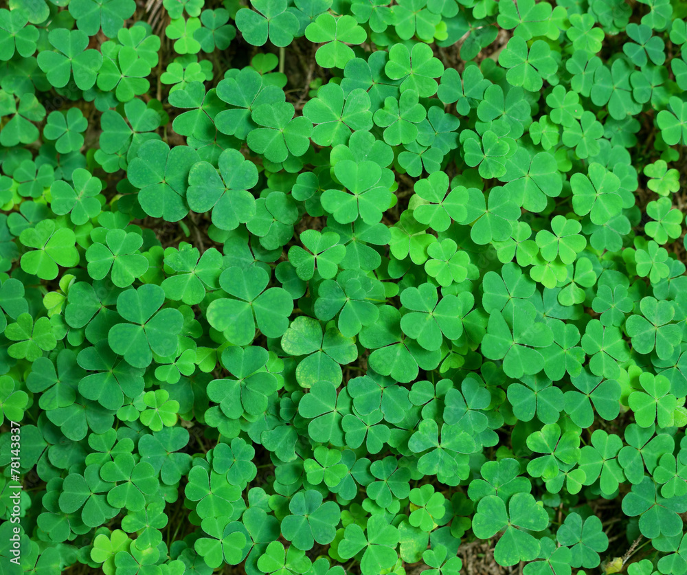 St.Patrick's day holiday symbol. three-leaved shamrocks.