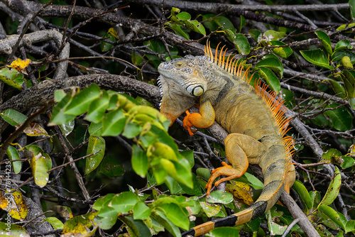 green iguana photo