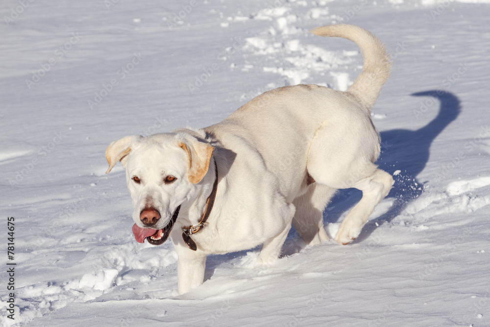 Perro Labrador Retriever corriendo sobre la nieve.