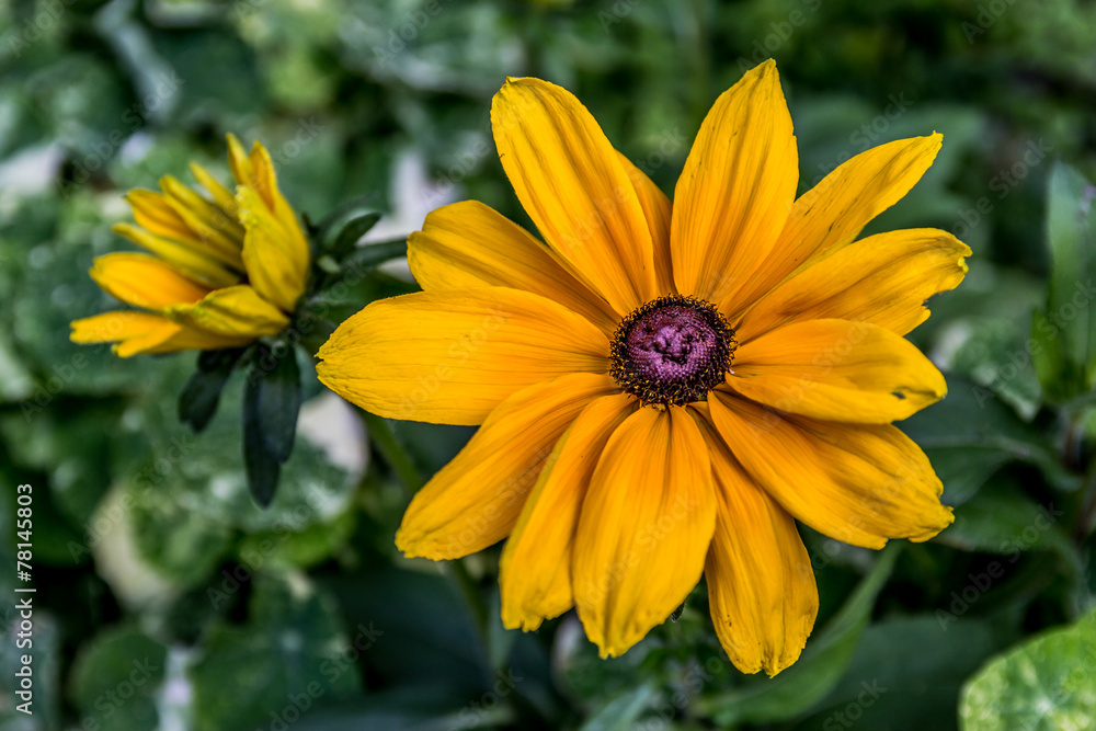 Fleur de Rudbeckia Fleur de Rudbeckia