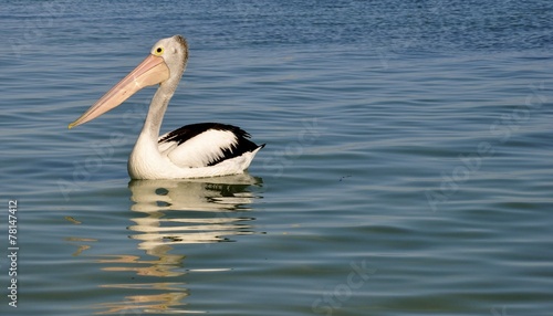 Pelican © florastekelorom