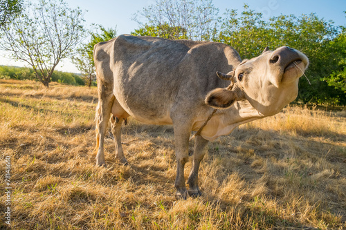 Fototapeta Naklejka Na Ścianę i Meble -  Cow on yellow meadow eating hay