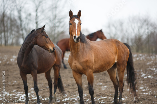 Fototapeta Naklejka Na Ścianę i Meble -  Horses on the meadow