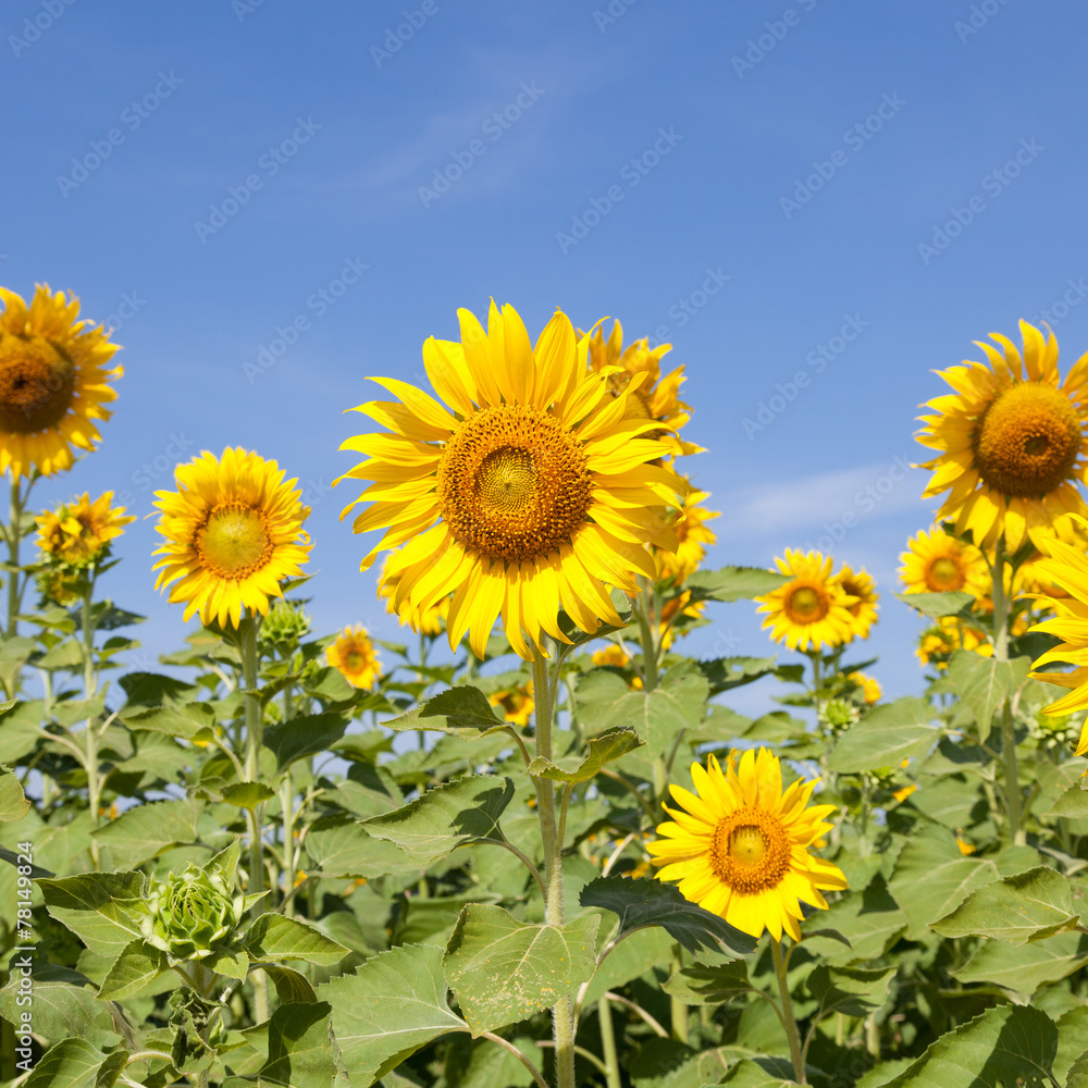 Sunflower field