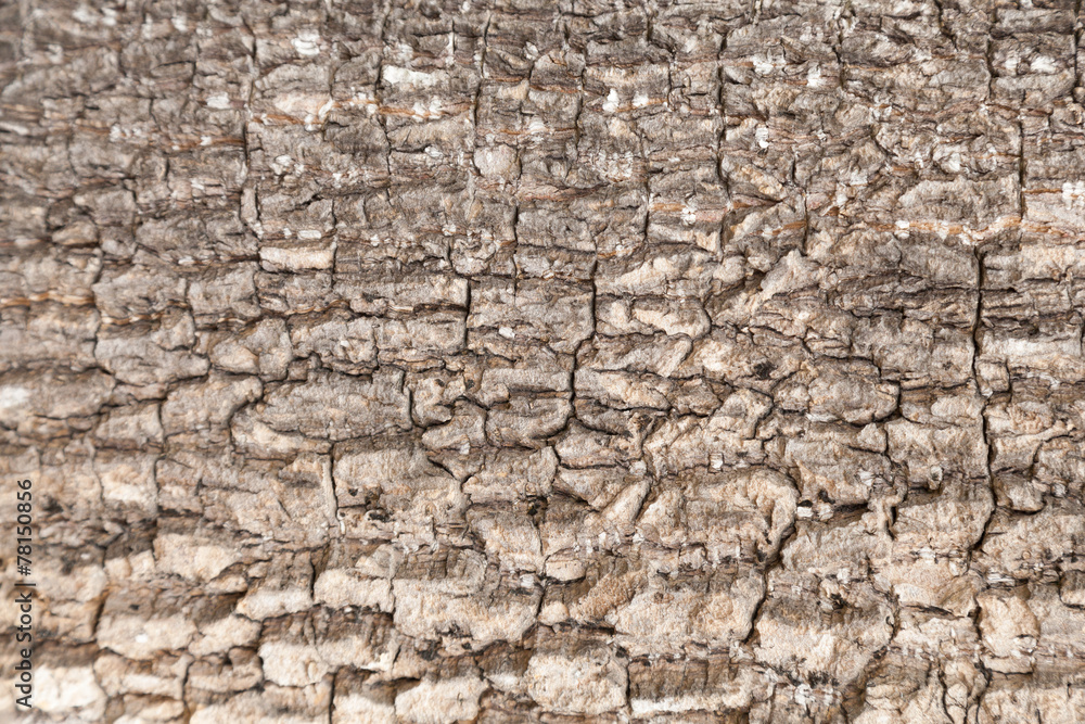 Surface cracks of tree