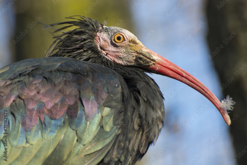 Northern bald ibis (Geronticus eremita) Northern bald ibis (Geronticus eremita)