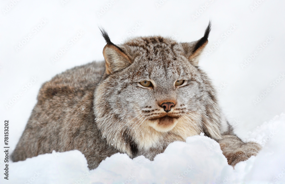 Obraz lynx au repos