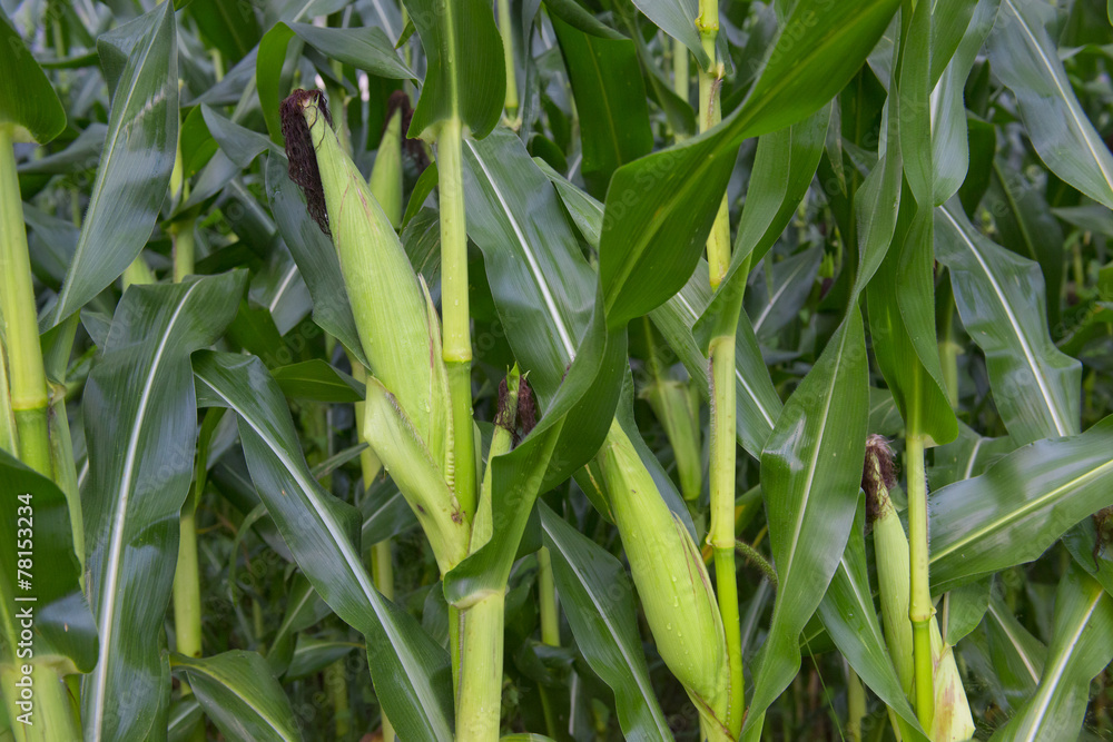 Obraz premium Corn crops