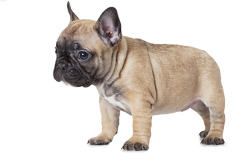 Leinwandbilder Französische Bulldogge Einen Monat alter Bulldoggen-Welpe  © Alexey Kuznetsov