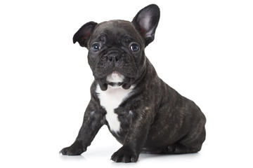 Leinwandbilder Französische Bulldogge Einen Monat alter Französischer Bulldoggen-Welpe  © Alexey Kuznetsov