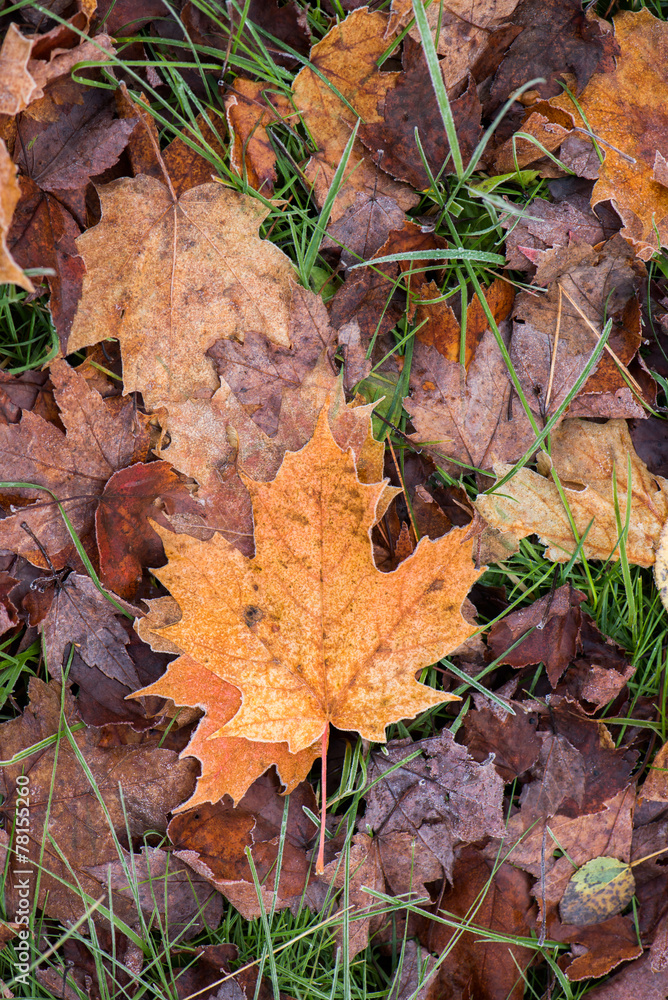 Frosted Fall Leaves Frosted Fall Leaves