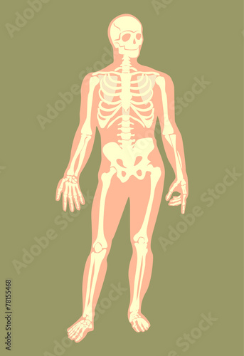 Vector skeleton flat illustration
