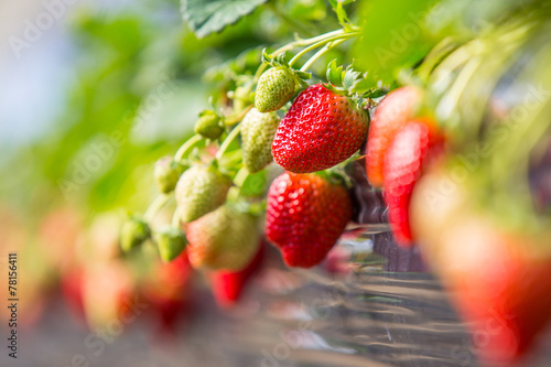 Fresh organic strawberries growing on the vine