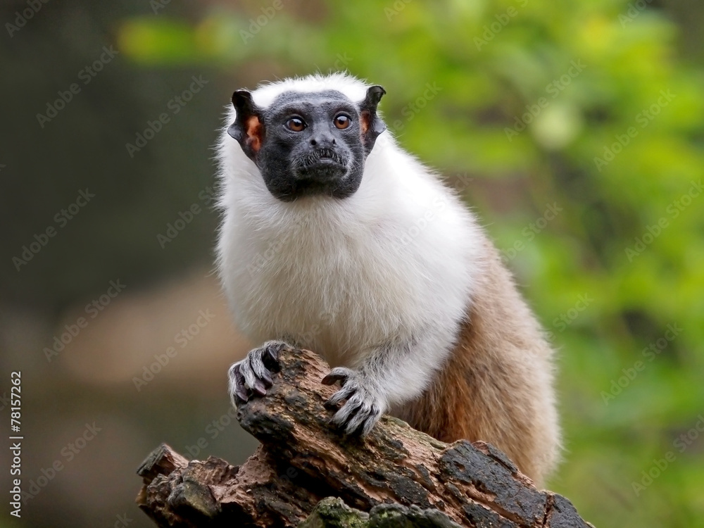 Fototapeta premium Mantle Tamarin