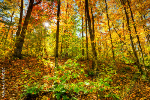 Sun Light in an Autumn Forest © SHS Photography