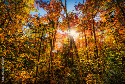 Autumn Forest Glow photo