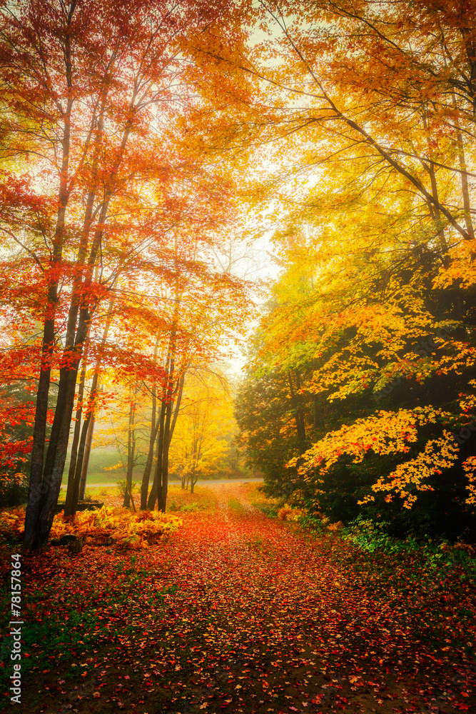 Misty Autumn Day in a Forest