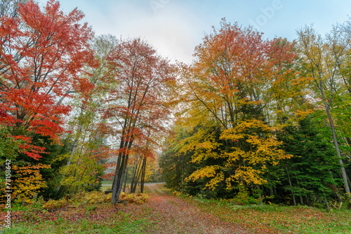 Driveway Through Colorful Autumn Trees - Wide Angle