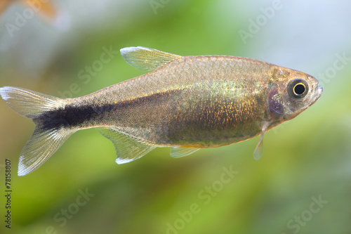 Aquarium fish. Silver Tipped Tetra. photo