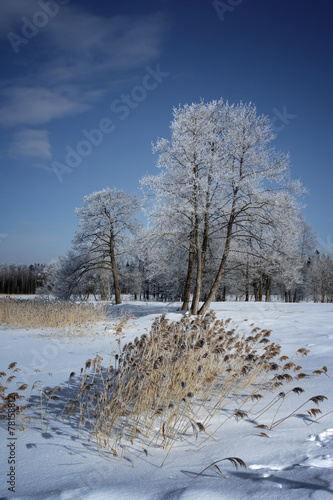 Wallpaper Mural landscape with snow-covered tree and tall grass Torontodigital.ca