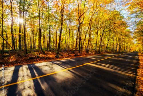By the Colorful Treed Autumn Countryside Road