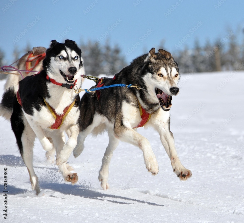 Huskys in Action