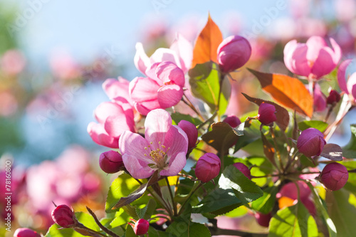 Blooming apple trees. Spring pink flowers. soft focus