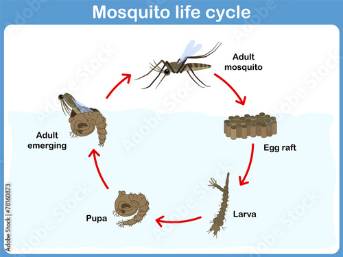 Vector Cycle of mosquito for kids