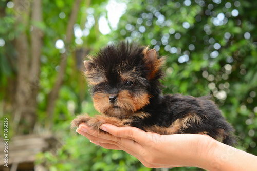 Yorkshire Terrier Puppy photo