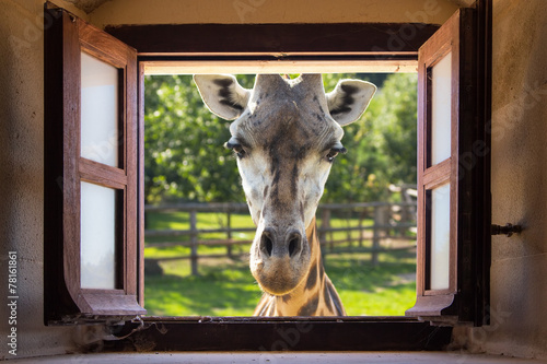 Close up giraffe at window