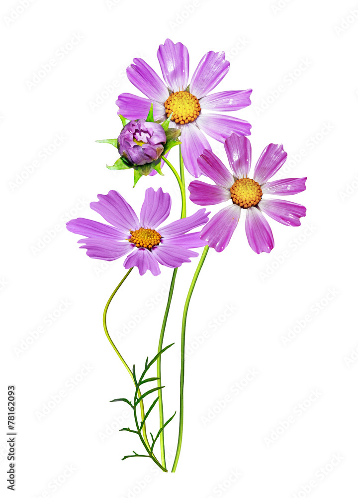 Cosmos flowers isolated on white background Cosmos flowers isolated on white background