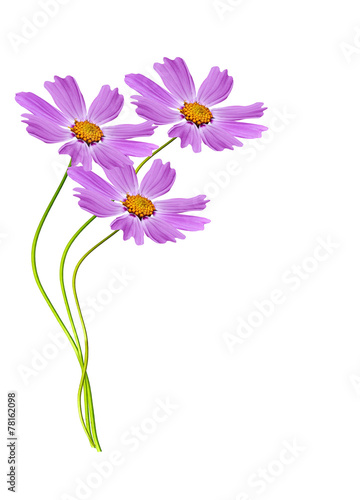 Cosmos flowers isolated on white background