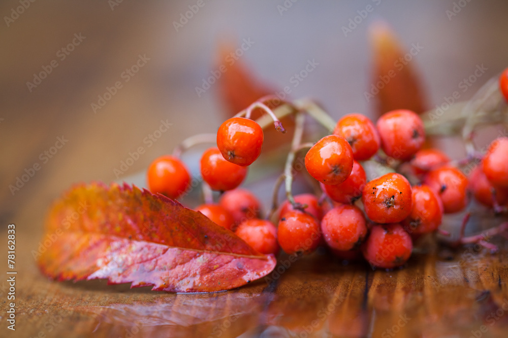 Wet fruit and leaves of a mountain ash (rowan) on a wooden table. Blur. Very soft focus!