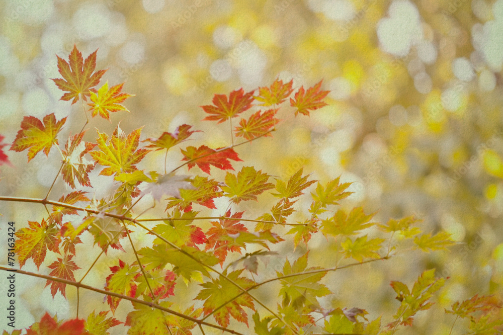 Obraz premium Maple leaves. Autumn. vintage paper background. (soft focus). retro effect