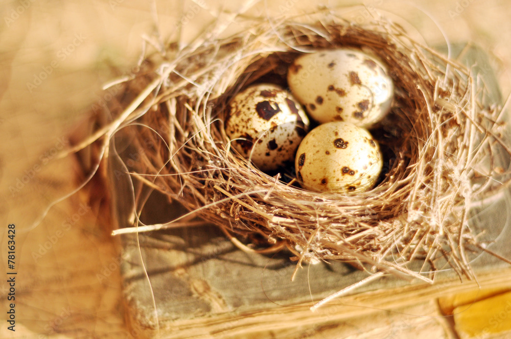 Tiny bird nest on an old map Tiny bird nest on an old map